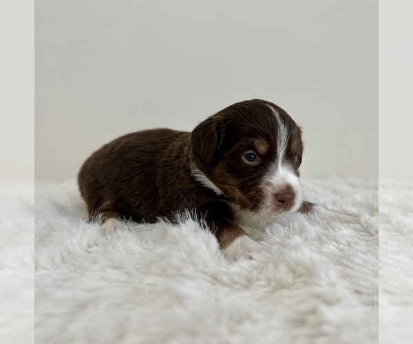 Medium Photo #2 Aussiedoodle Miniature -Miniature Bernedoodle Mix Puppy For Sale in CULPEPER, VA, USA