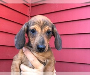 Dachshund Puppy for sale in ROWLEY, MA, USA