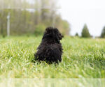 Small Photo #11 Poodle (Toy) Puppy For Sale in WARSAW, IN, USA