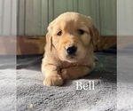 Small Photo #31 Golden Retriever Puppy For Sale in LE ROY, MN, USA