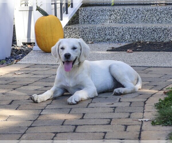 Medium Photo #3 Golden Retriever Puppy For Sale in SYRACUSE, IN, USA