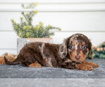 Small #1 Dachshund