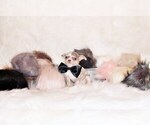 Small #4 Chihuahua