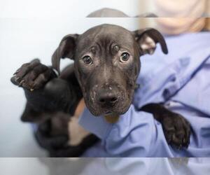 Mastador Dogs for adoption in Mountain Home, AR, USA