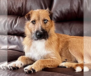 Mutt Dogs for adoption in Brooklyn Center, MN, USA