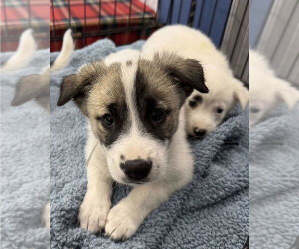 Medium Photo #6 Aussie Pyrenees Puppy For Sale in Lakewood, CO, USA