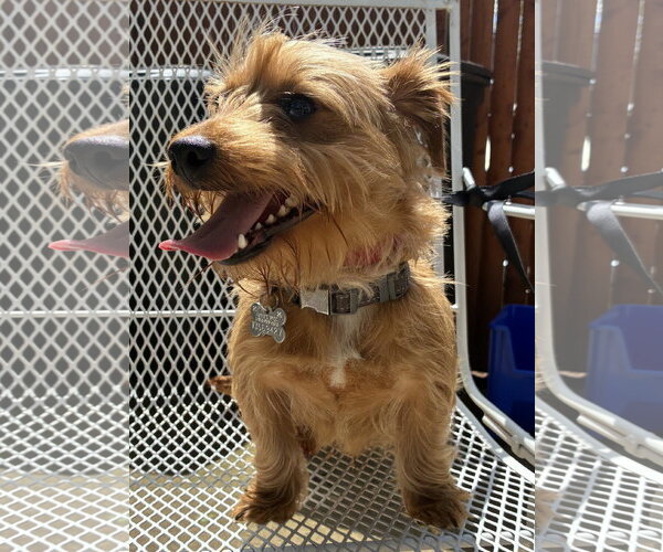 Medium Photo #3 Mutt Puppy For Sale in Pottstown, PA, USA