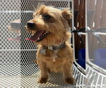 Small #2 Mutt