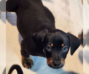 Dachshund-Unknown Mix Dogs for adoption in Walnutport, PA, USA