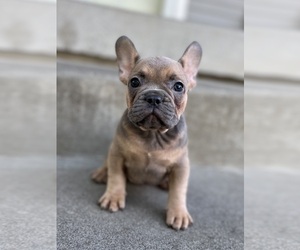 French Bulldog Puppy for sale in EVANSVILLE, IN, USA