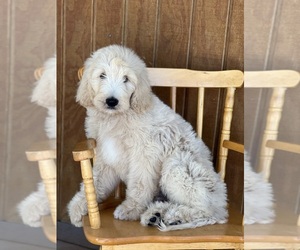 Goldendoodle Puppy for sale in MARYVILLE, MO, USA