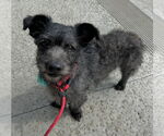 Small #3 Mutt