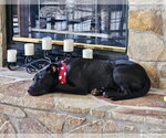 Small #8 Labrador Retriever Mix