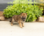 Puppy Brent Shiba Inu