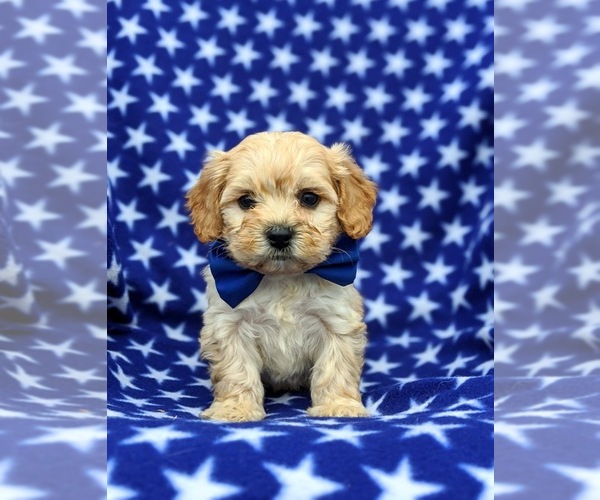 Medium Photo #1 Cavachon Puppy For Sale in AIRVILLE, PA, USA