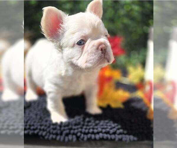 Medium Photo #1 French Bulldog Puppy For Sale in BOSTON, KY, USA