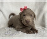Small Photo #5 Labrador Retriever Puppy For Sale in CEDAR LANE, PA, USA