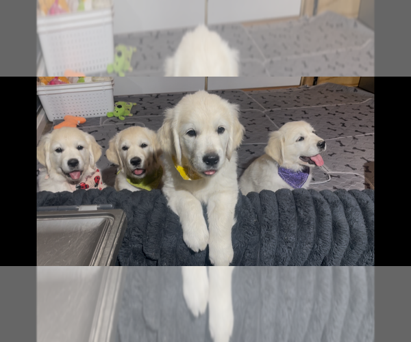 Medium Photo #10 English Cream Golden Retriever Puppy For Sale in BISMARCK, ND, USA