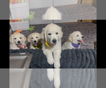 Small #9 English Cream Golden Retriever