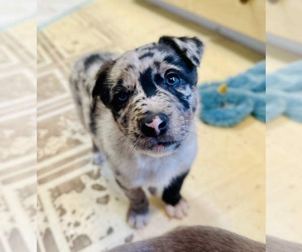 Medium Photo #6 Border Kelpie Puppy For Sale in CAMAS, WA, USA