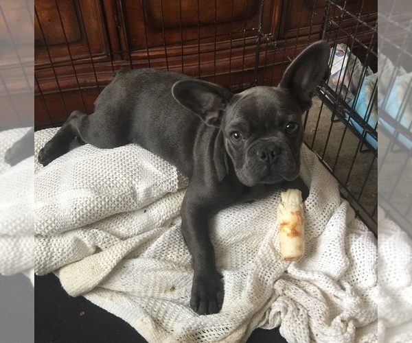 Medium Photo #2 French Bulldog Puppy For Sale in NORCO, CA, USA