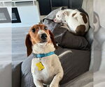 Small #8 Dachshund Mix