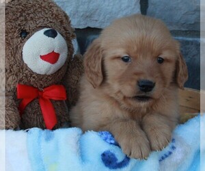 Golden Retriever Puppy for sale in FREDERICKSBURG, OH, USA