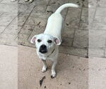 Small #3 American Pit Bull Terrier-Beagle Mix