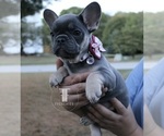 Small French Bulldog