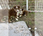 Small #3 Miniature Australian Shepherd