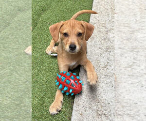 German Shepherd Dog-Unknown Mix Dogs for adoption in Lakewood, CO, USA