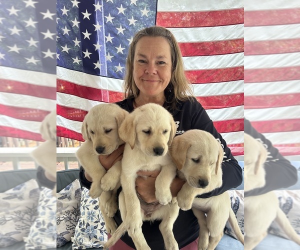 Medium Photo #4 Labrador Retriever Puppy For Sale in LOUISBURG, NC, USA