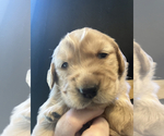 Puppy Black Golden Retriever
