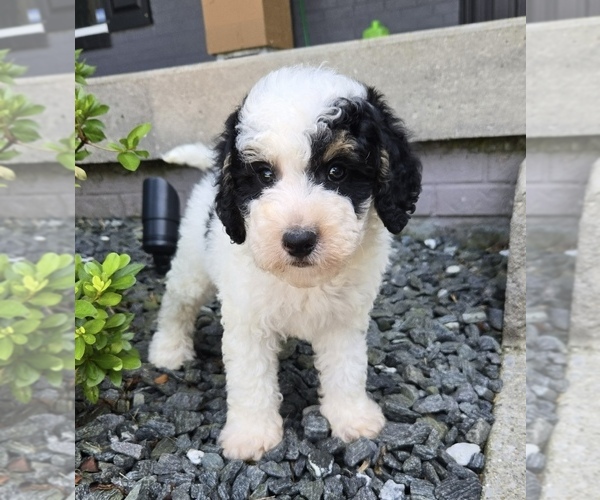 Medium Photo #6 Bernedoodle (Miniature) Puppy For Sale in FRANKLIN, IN, USA