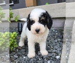 Small #5 Bernedoodle (Miniature)