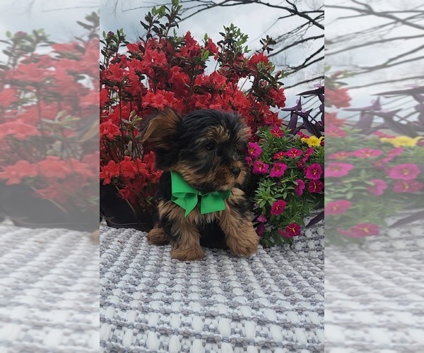 Medium Photo #2 Yorkshire Terrier Puppy For Sale in INDIANAPOLIS, IN, USA