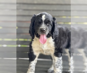 English Springer Spaniel Puppy for Sale in MILAN, Georgia USA