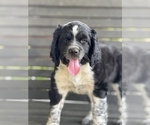 Image preview for Ad Listing. Nickname: AKC