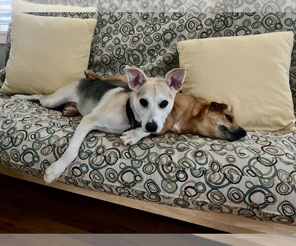 Medium Photo #6 Mutt Puppy For Sale in Candler, NC, USA