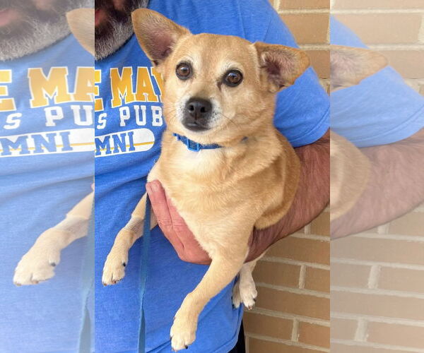 Medium Photo #1 Chihuahua-Unknown Mix Puppy For Sale in Mount Laurel, NJ, USA