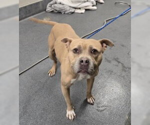 Mutt Dogs for adoption in Glen Allen, VA, USA