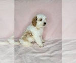 Puppy 4 Goldendoodle (Miniature)