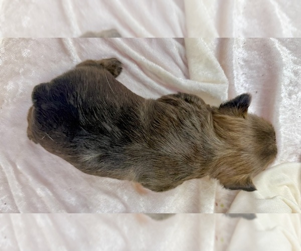 Medium Photo #38 Morkie Puppy For Sale in CASSVILLE, MO, USA