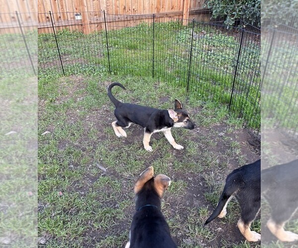 Medium Photo #3 German Shepherd Dog Puppy For Sale in SACRAMENTO, CA, USA
