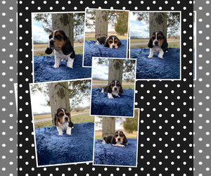 Basset Hound Puppy for sale in BENTON, IL, USA