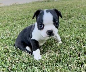 Boston Terrier Puppy for sale in GARFIELD, AR, USA