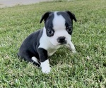 Image preview for Ad Listing. Nickname: Alfie