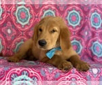 Small Photo #2 Golden Retriever Puppy For Sale in LANCASTER, PA, USA