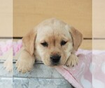 Small Photo #22 Labrador Retriever Puppy For Sale in SYRACUSE, IN, USA