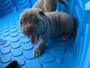 American Bully Puppy for sale in SEARCY, AR, USA